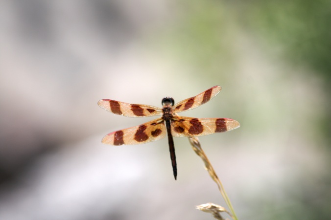 Dragonfly on grass blade